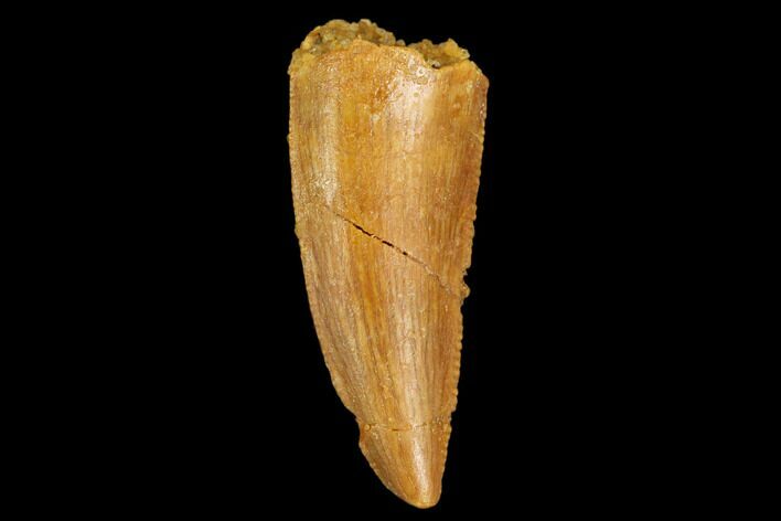 Serrated, Raptor Tooth - Real Dinosaur Tooth #124286